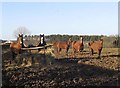 Horses at Doxford Farm