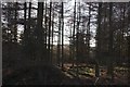 Larch Plantation above Crag Bank Wood