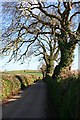 Winter Oaks along a Country Lane