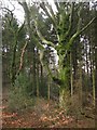 Moss covered beech