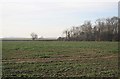 Trees and fields in an empty square