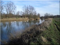 SP9857 : The River Great Ouse near Felmersham by Nigel Stickells