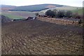 Cattle at Botary