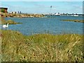 Edge of Spartina Marshes, Hythe