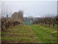 View through the orchard