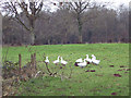 Geese at Hamptworth