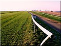 A view along the gallops, Manton House Farm, Marlborough