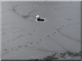 Footprints on the pond