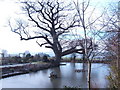 Frozen pond off Churchsettle Lane