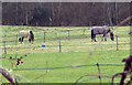 Horses grazing at Picketts Meadow Farm