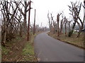 Trees in Buncefield Lane, Hemel Hempstead