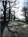 Trees near to Woodhouselees