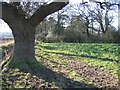 Oak Tree and Woodland