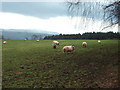 Sheep near to Priory Farm