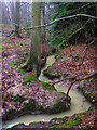 Unnamed Stream, Milldown Wood