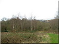 Path and woodland at Coed Doctor Nature Reserve