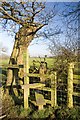 Stile and Fallen Tree