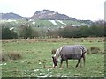 Field View across to The Roaches