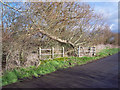 Bridge near Lymburghs Farm