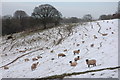 SO4951 : Sheep in a snowy field by Philip Halling
