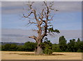 Dying Oak Tree