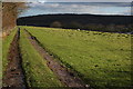 Track and footpath to Hope under Dinmore