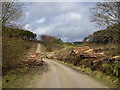 SE9088 : Forestry road in Broxa Forest after recent logging operations by Phil Catterall