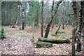 A Footpath Corner, Graffham Common