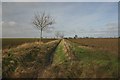 TM0077 : Fields and ditch near Thelnetham by Bob Jones
