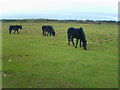 Rame Head Ponies