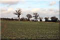 TM0274 : Brassica field near Rickinghall by Bob Jones