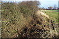 SE3387 : Drainage Ditch near Allerthorpe Hall by Chris Heaton