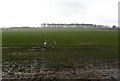 Big muddy field, Broomdykes