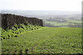 North Tawton: above Westacott