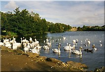 NT2773 : Swans at St Margaret's Loch,Edinburgh by Tom Pennington
