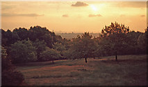 TQ3574 : Sunset - One Tree Hill - c1965 by David Wright
