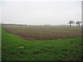 Arable field with isolated trees