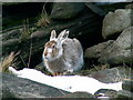 SK0695 : Peak District mountain hare on Yellow Slacks by Bob Dadds