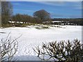 Snowy Sheepfield near Llanarmon yn Ial