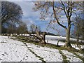 Fallen Tree near Llanarmon yn Ial