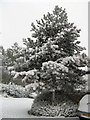 Snow Covered Tree, Laurel Farm Road, Old Headington