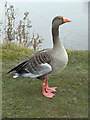 TA0323 : Greylag Goose, Waters' Edge Park by David Wright