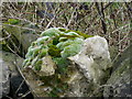 Mosses and Lichen on a Dry Stone Wall