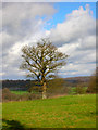 Oak Tree near Pestalozzi