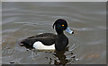 On the lake in Lurgan Park