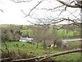 Houses at the northern end of Gyrn Goch from the hillside path