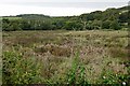 Boggy Valley Bottom