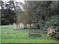 Snowdrops & Bench