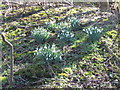 NY0639 : Snowdrops at Crosscanonby Carr by Phil Williams