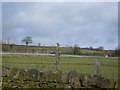 Hut Lane - Stonechat on a Fencepost